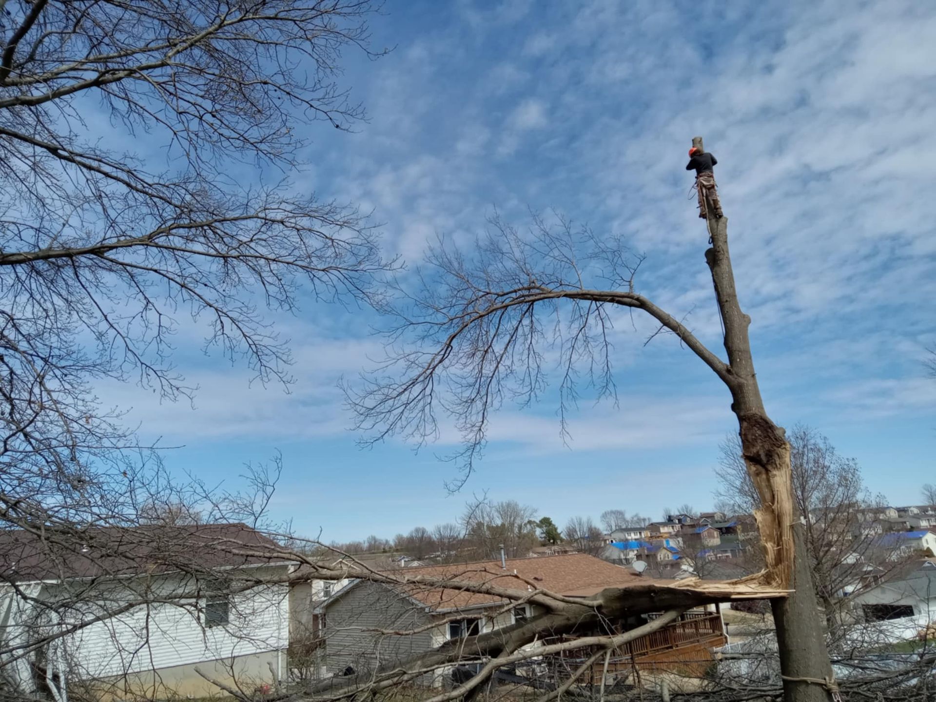 Damaged tree trunk over rooftops under a blue sky, with a broken branch in a residential area