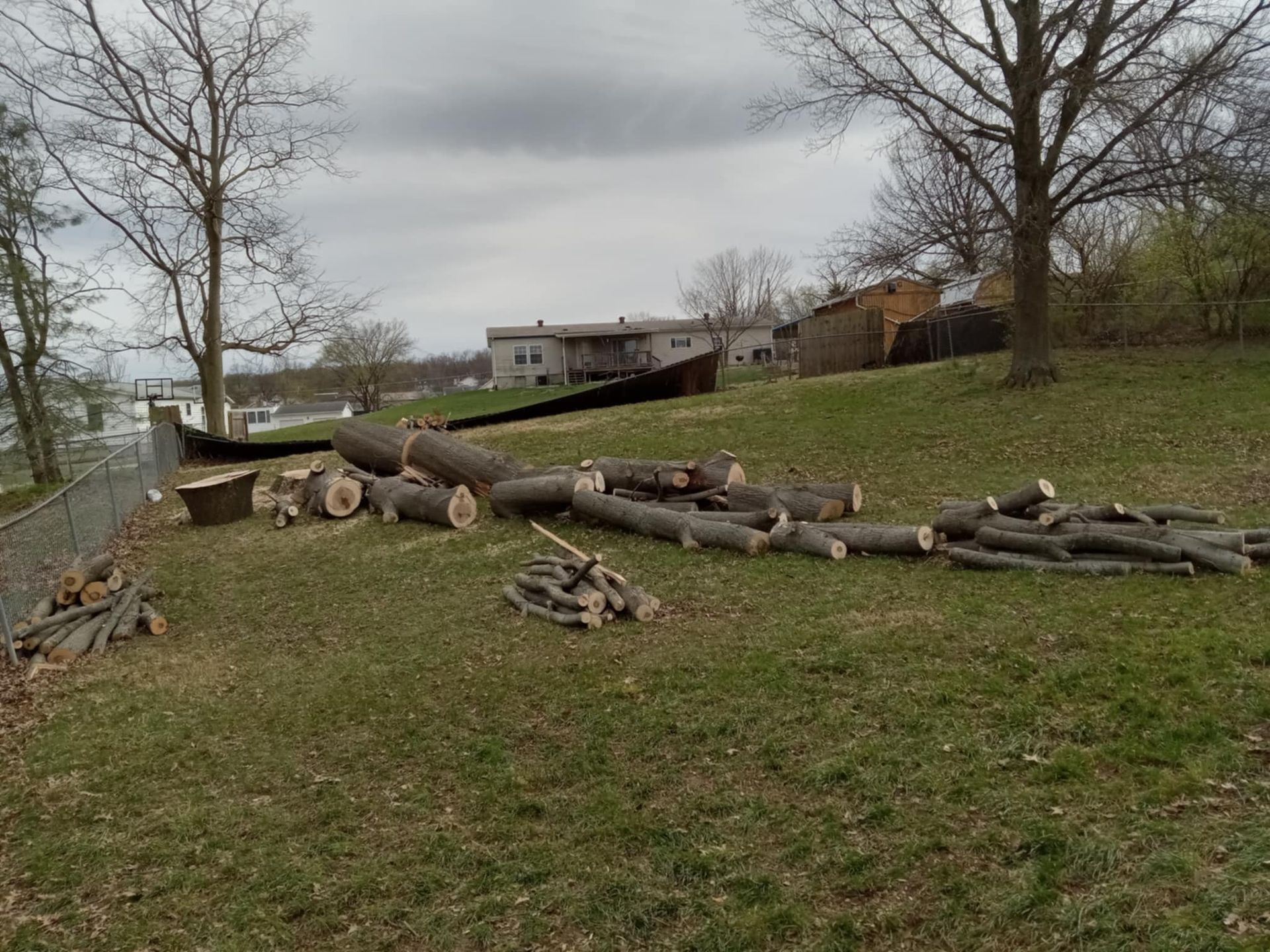 Stacked logs and cut branches in a grassy yard with leafless trees and a house in the background