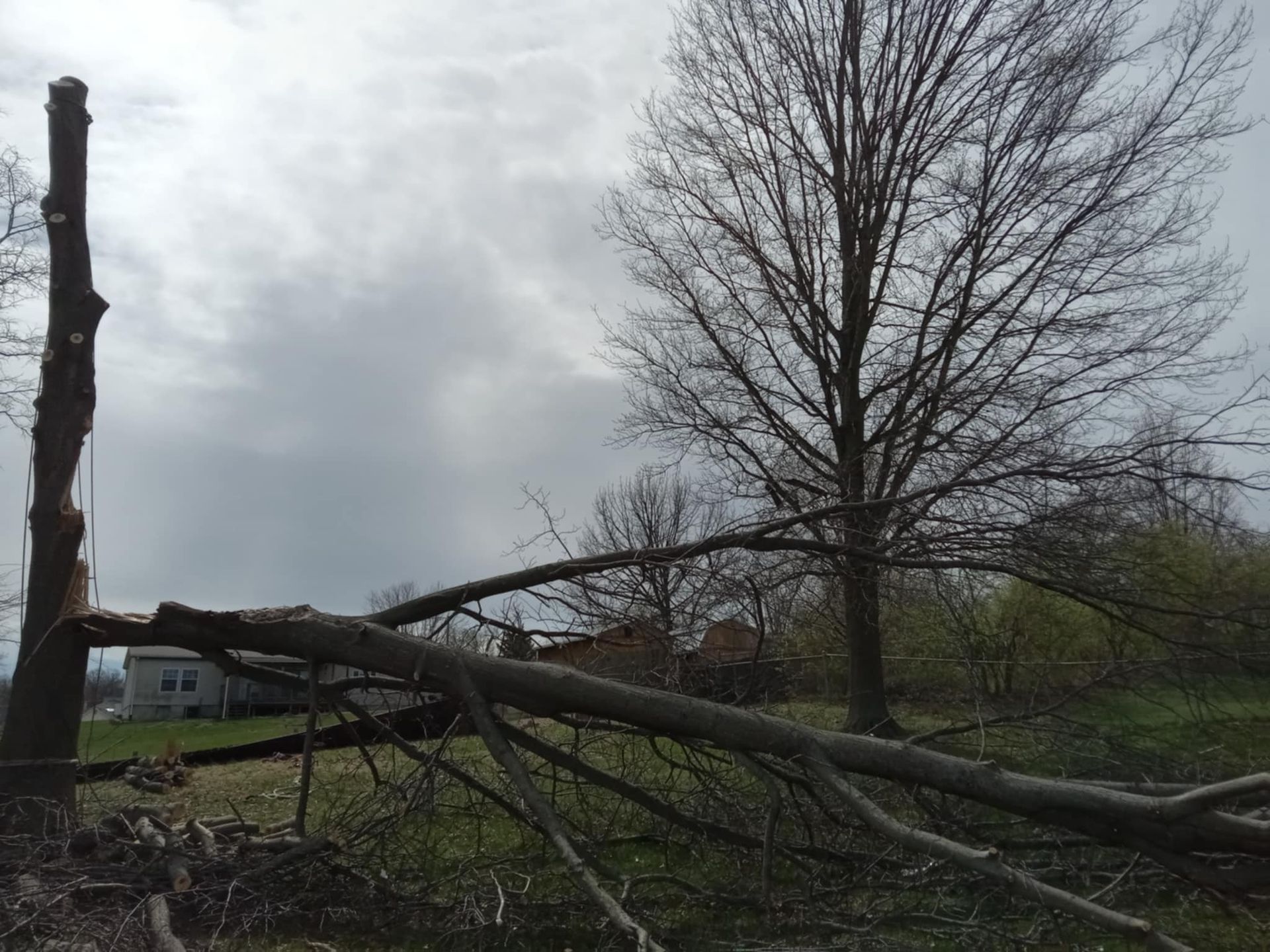 Fallen tree lying across a grassy field under a cloudy sky, with other bare trees nearby.