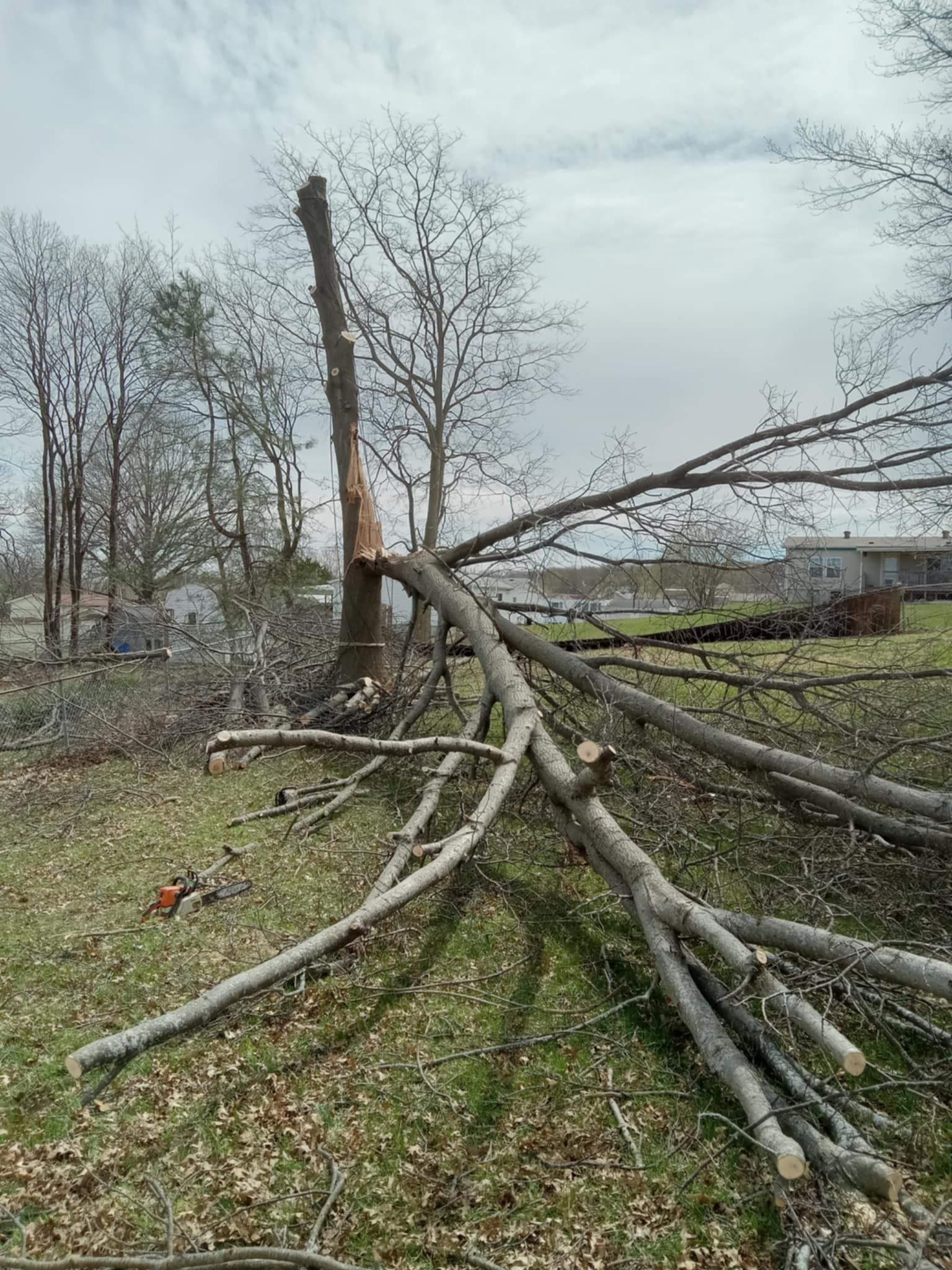 Felled tree with large branches piled on grassy ground in a sparse wooded area