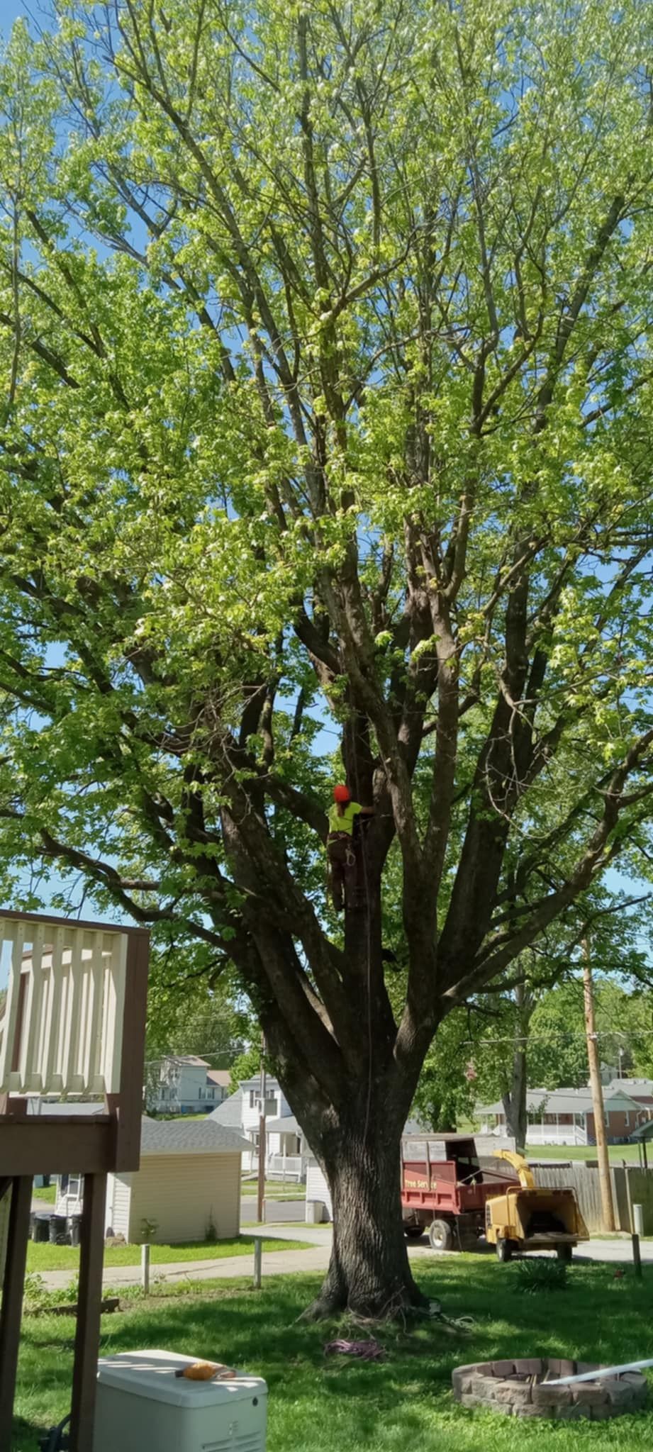 Large leafy tree in a backyard beside a deck and a parked truck on a sunny day