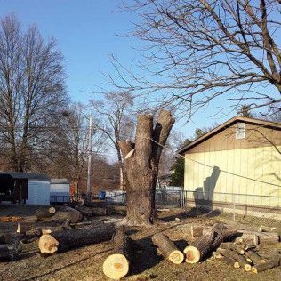 Tree stumps and cut logs in a yard beside a beige building on a sunny day