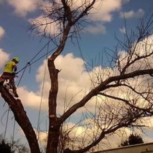 Worker in a yellow vest cutting branches from a tall tree against a cloudy sky