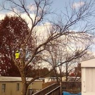 Backyard with leafless trees and a person in a bright yellow jacket near the left tree