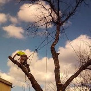 Worker in a yellow helmet trimming branches high in a leafless tree against a cloudy sky