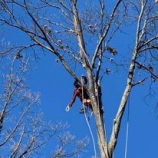 Person climbing a tall leafless tree against a bright blue sky, secured with a rope