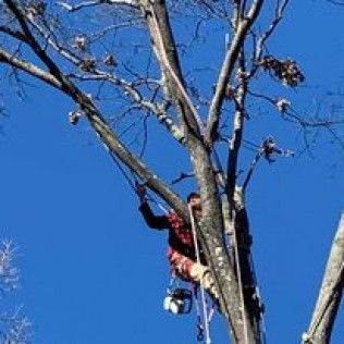 Arborist in red gear climbing a tree against a blue sky