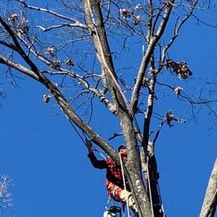 Worker using a chainsaw on a tall tree against a clear blue sky