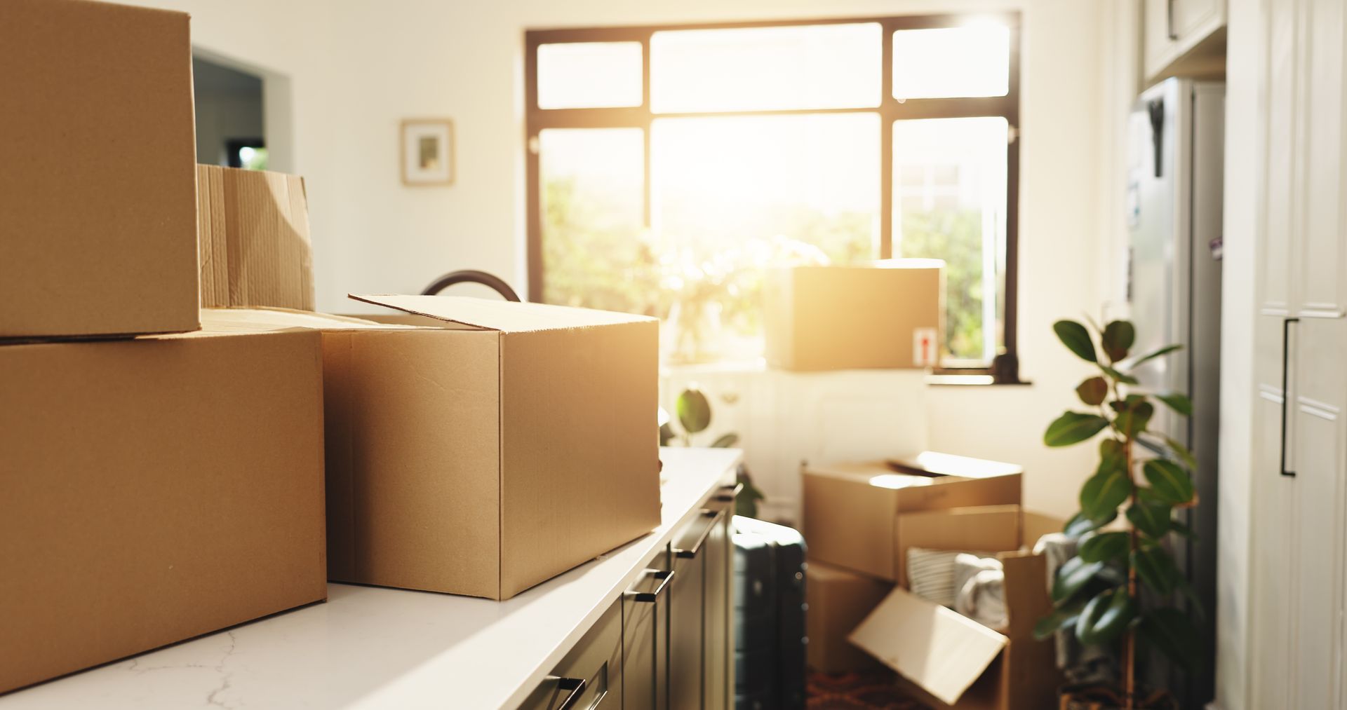Moving boxes on a countertop in a bright kitchen with a sunny window and potted plant.