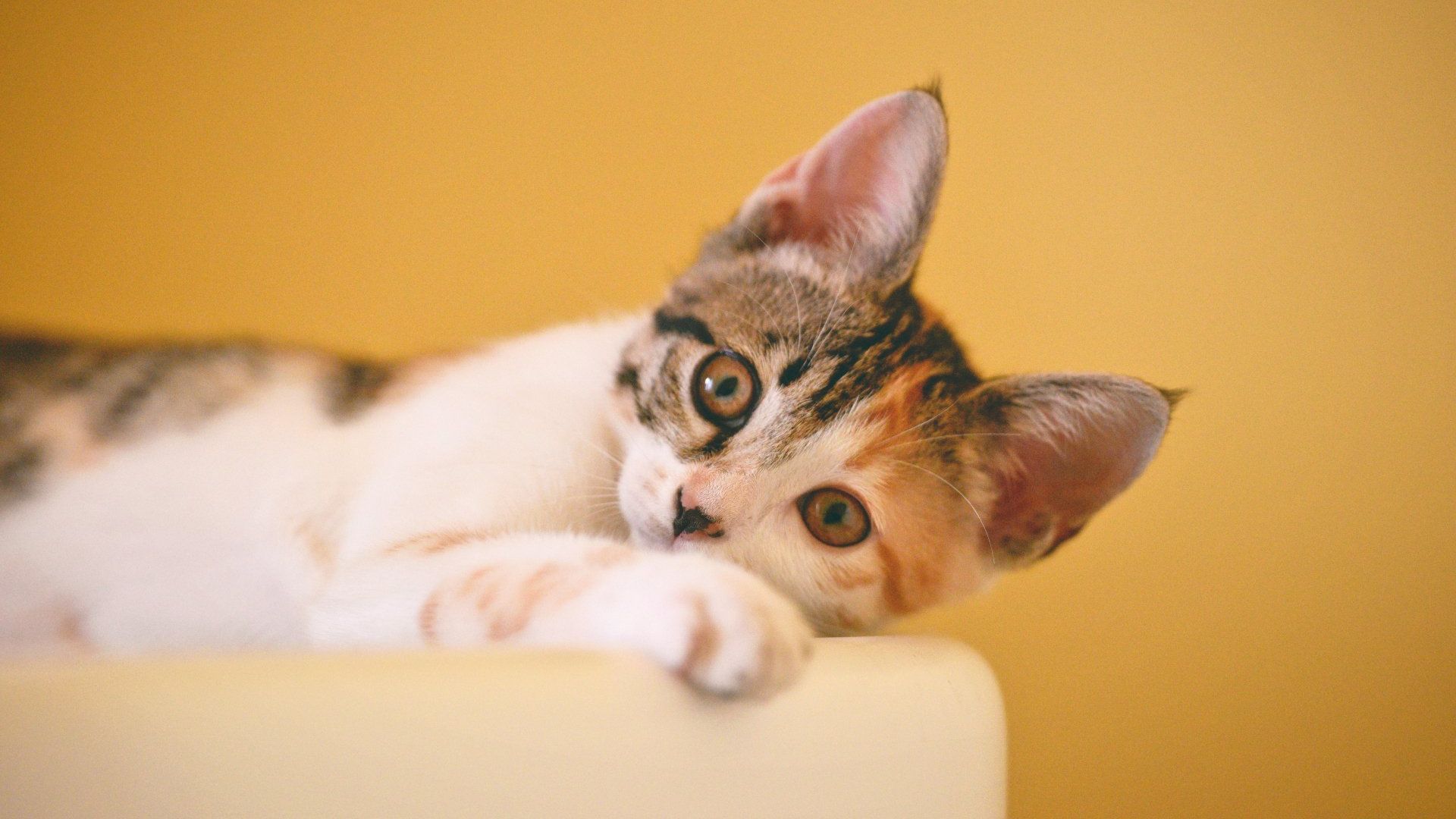 Cat lying on sofa