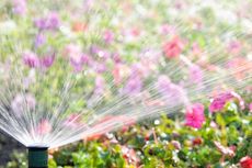 Sprinkler watering colorful flowers in a garden.