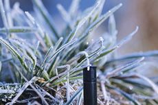 Frost-covered grass blades with a black, cylindrical object in the foreground.