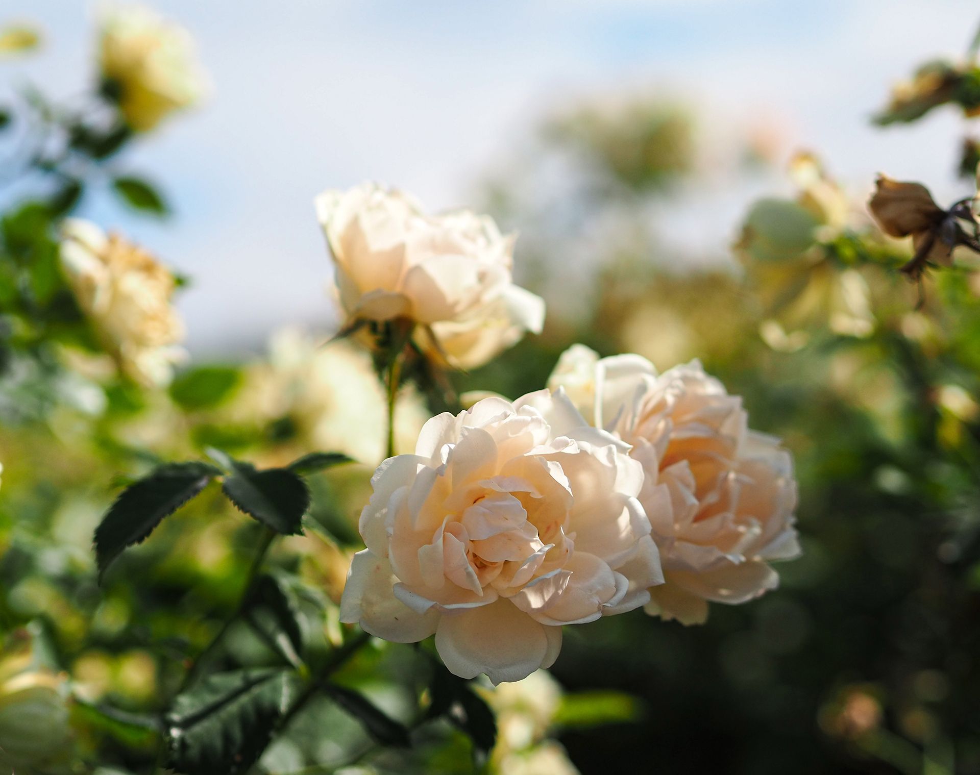 Pale peach roses blooming in a garden under a blue sky.