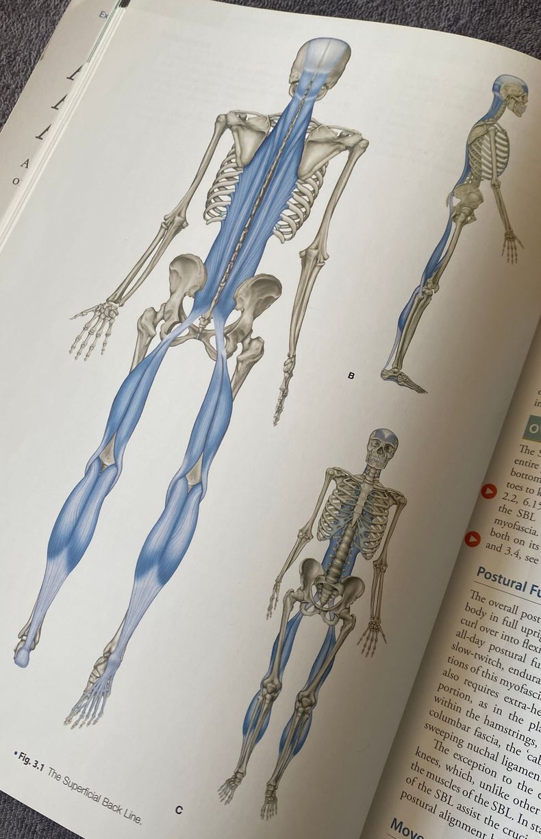 holistische natuurgeneeswijze kinesiologie alkmaar