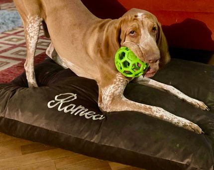 Cane marrone sdraiato su un cuscino verde accanto a una finestra soleggiata