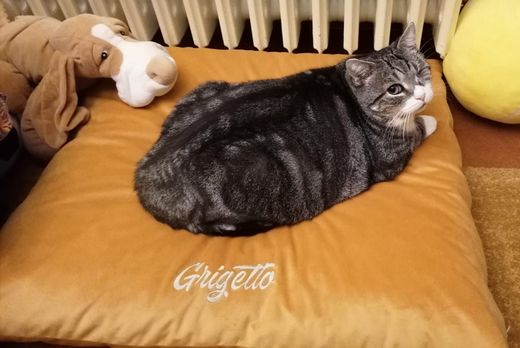 Un cagnolino soffice tira un cuscino verde in un luminoso soggiorno, con la scritta