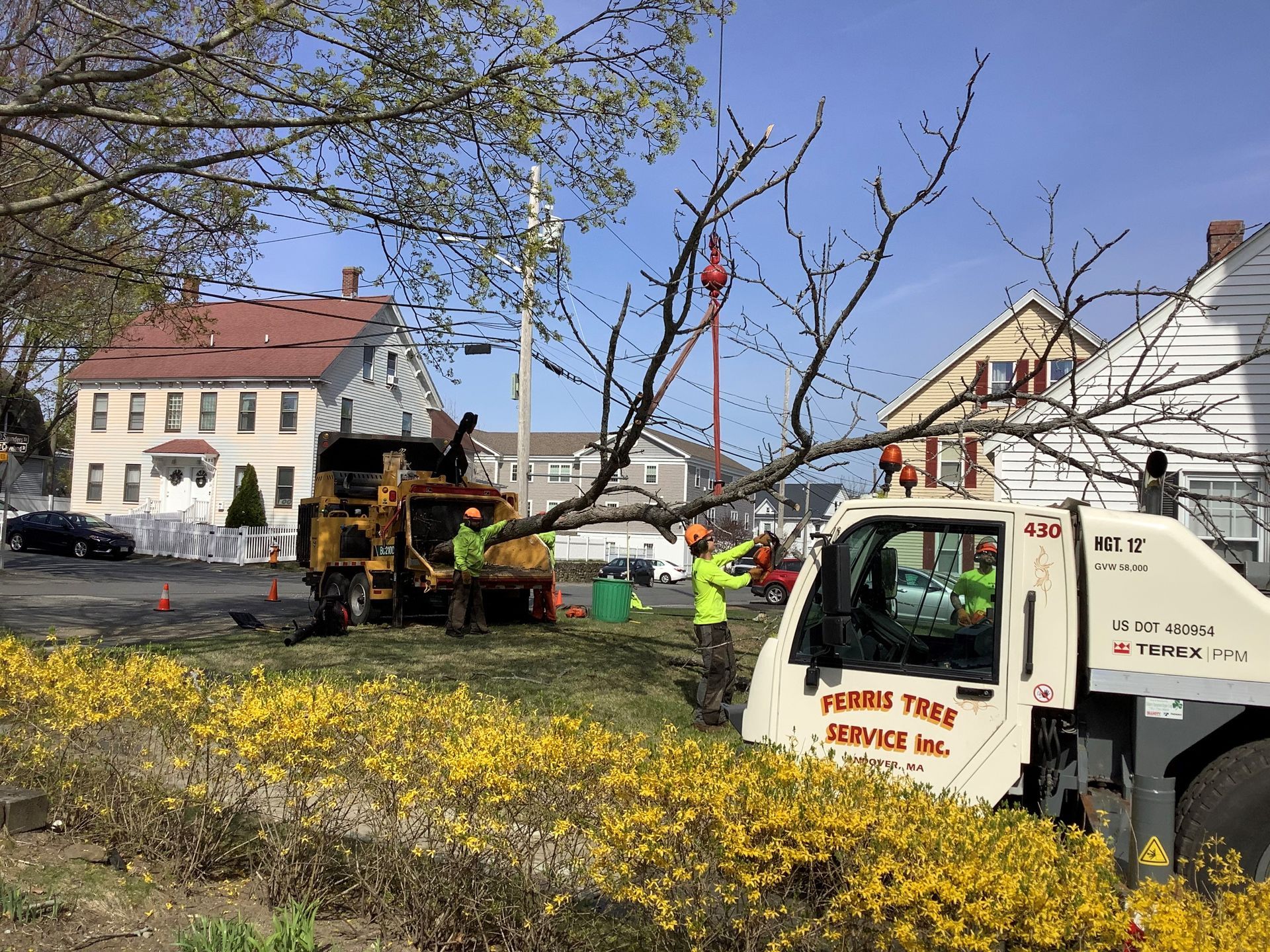 A tree is being removed from the ground by a truck.