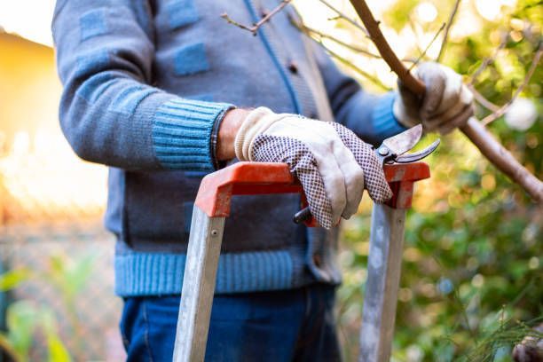 A man is standing on a ladder cutting a tree branch.