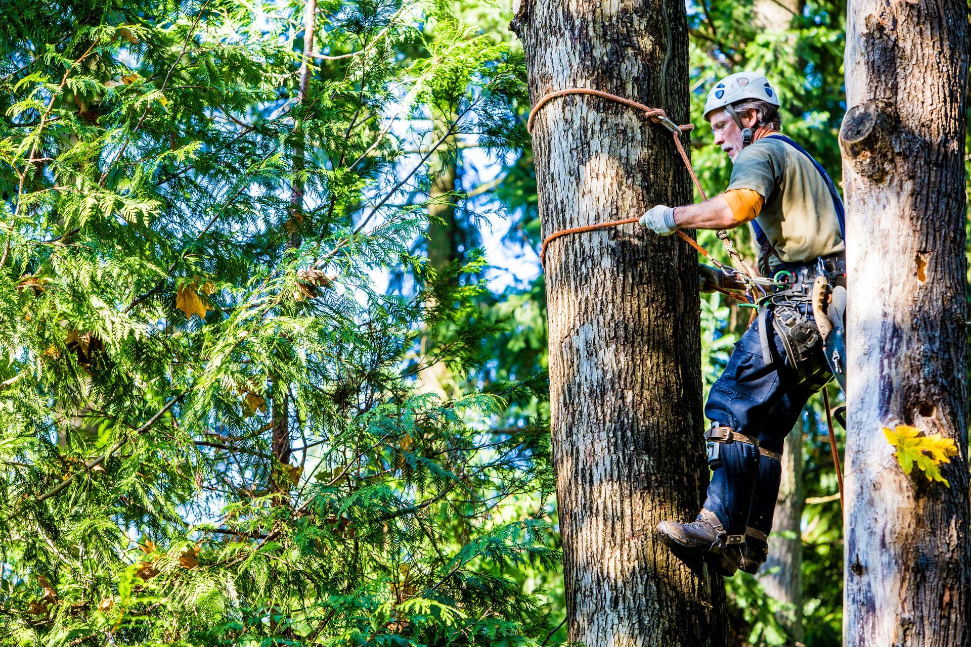 A man is climbing up a tree in the woods.