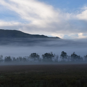 Fog-filled valley with treeline, a mountain, and a cloudy sky.