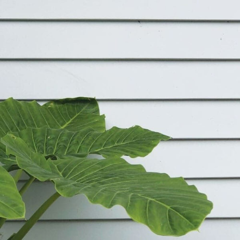 A Large Green Leaf Is Against a White Siding — Evolution Building Group Dapto, NSW