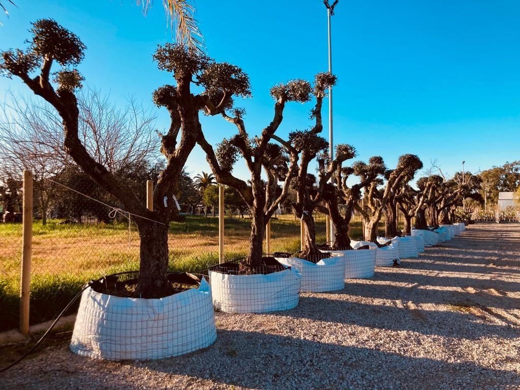 alberi da esterno
