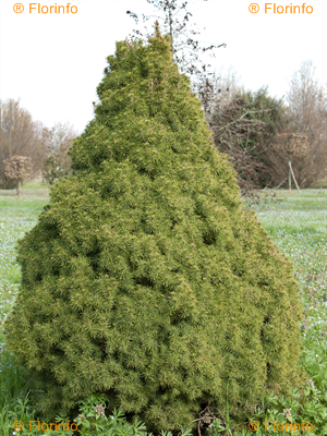 picea