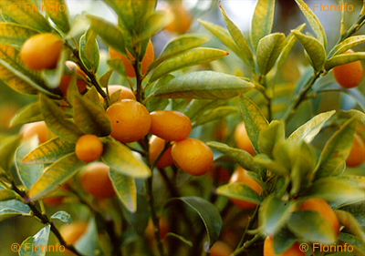kumquat