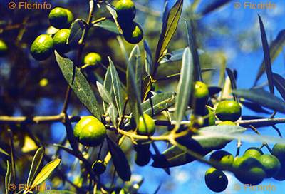 olea