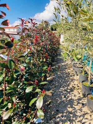 Photinia red robin