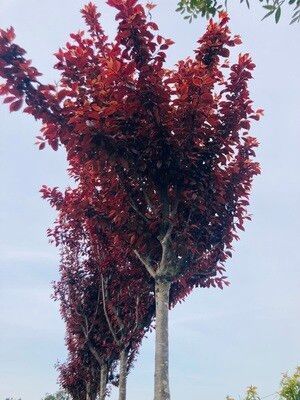Prunus Laurocerasus
