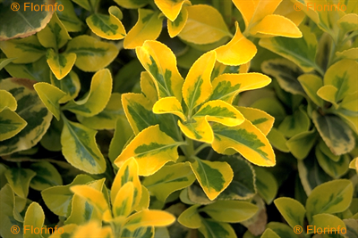 euonymus