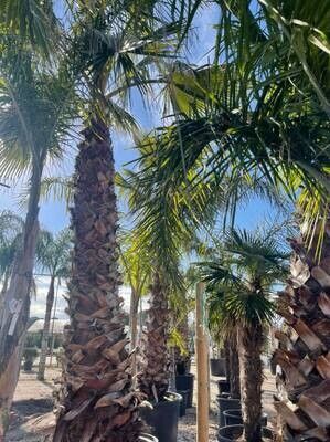 Washingtonia