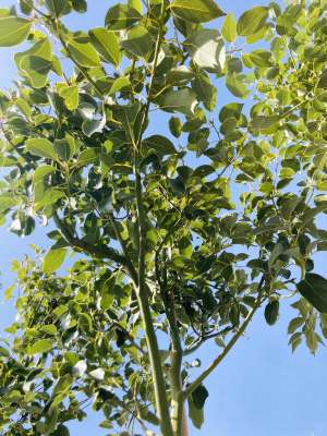 Cinnamomum-Camphora