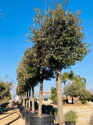 leccio