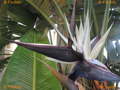 Strelitzia nicolai