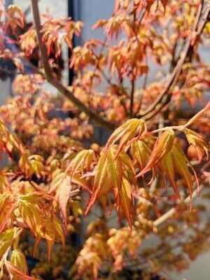 Acer Palmatum