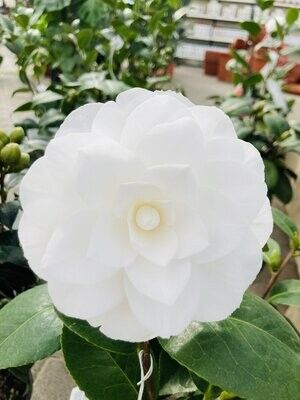 camelia