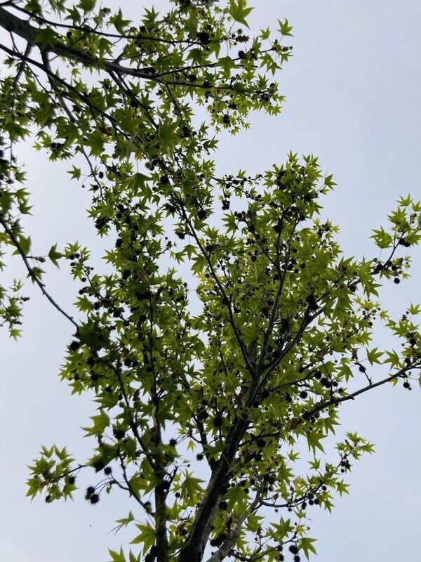 Liquidambar