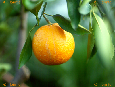 arancio