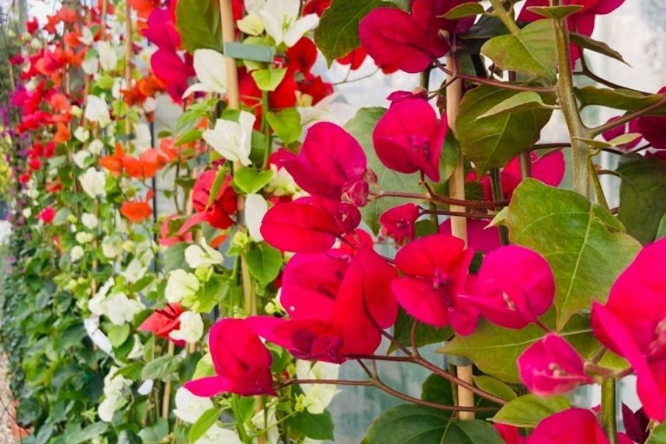 piante fiorite