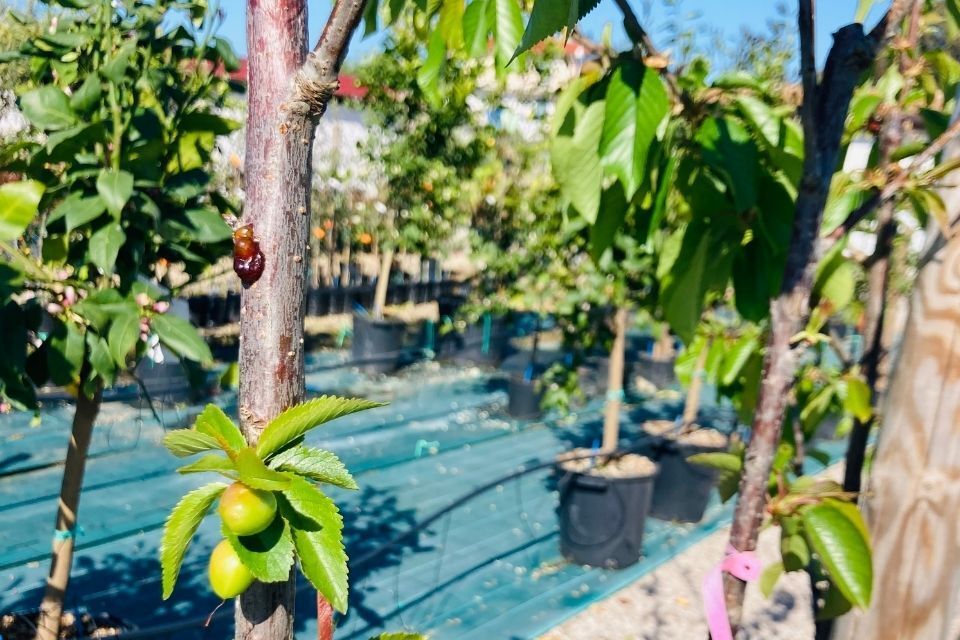 alberi da frutto