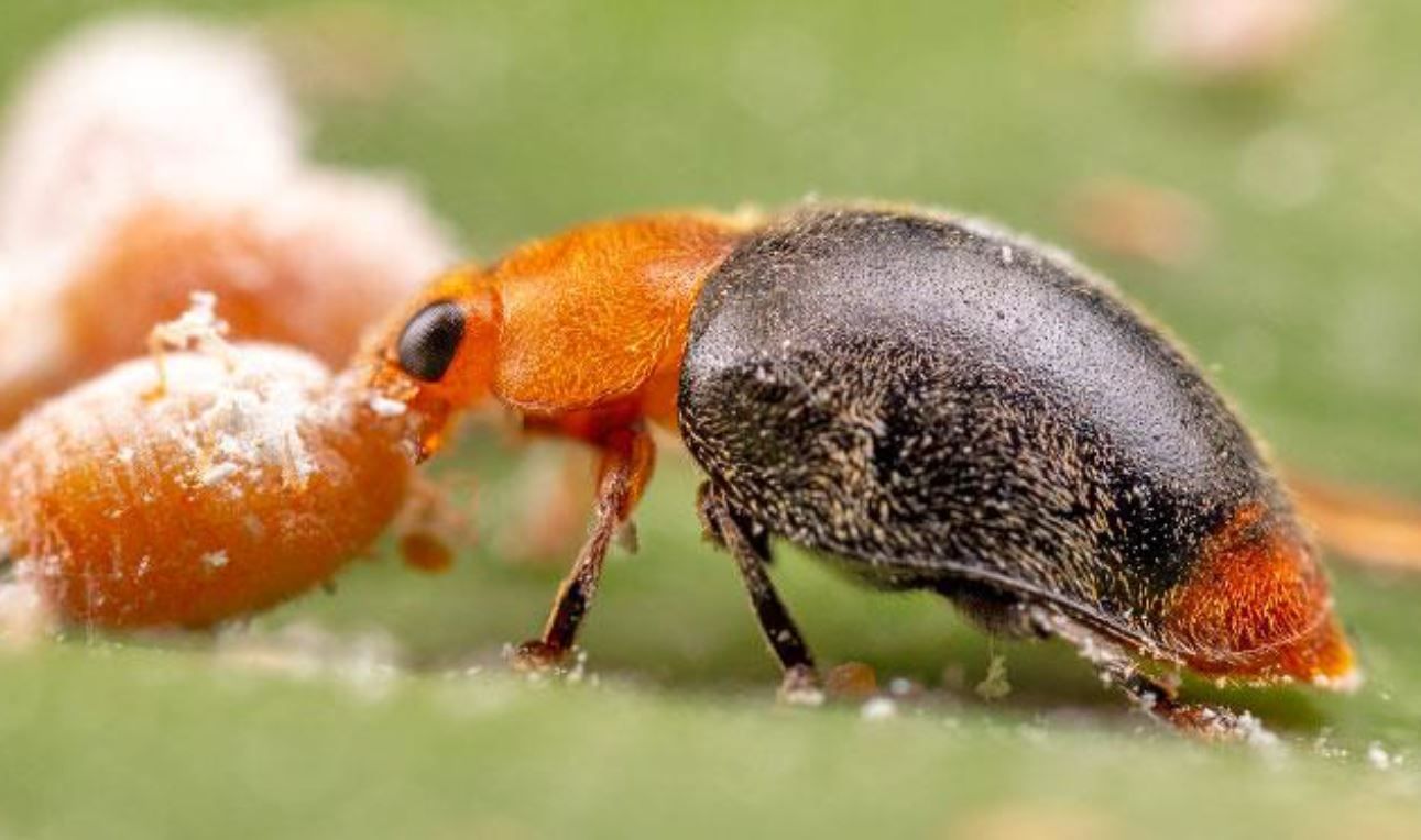 cocciniglia