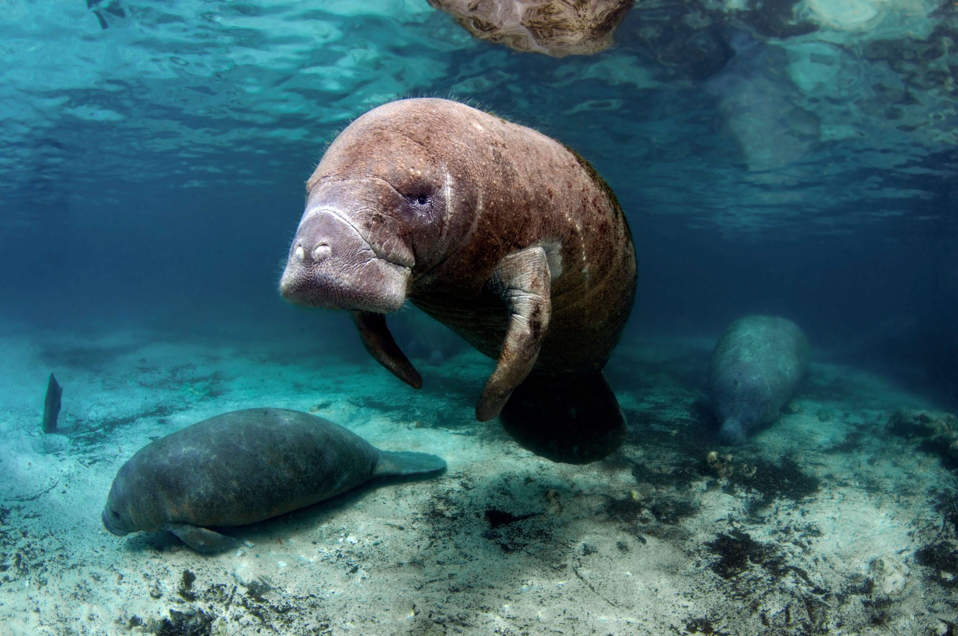 A manatee and a turtle are swimming in the ocean.
