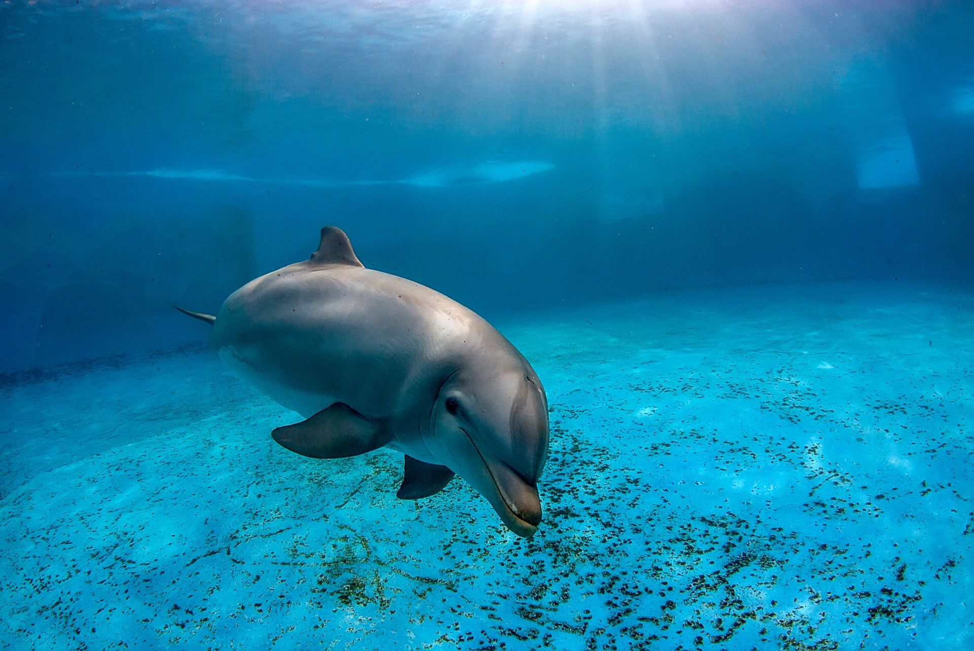 A dolphin is swimming in the ocean and looking at the camera.