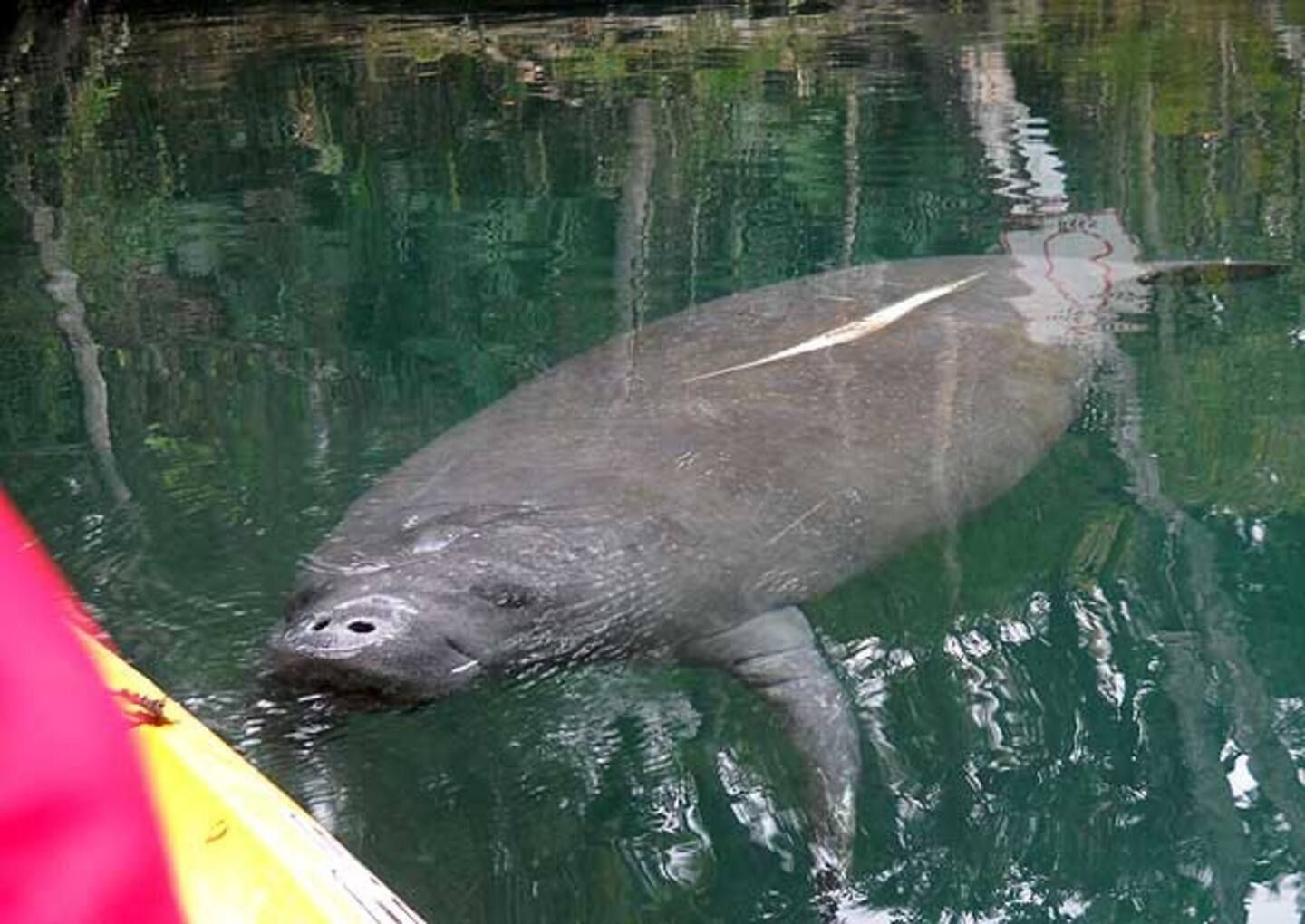 A manatee is swimming in the water near a kayak.