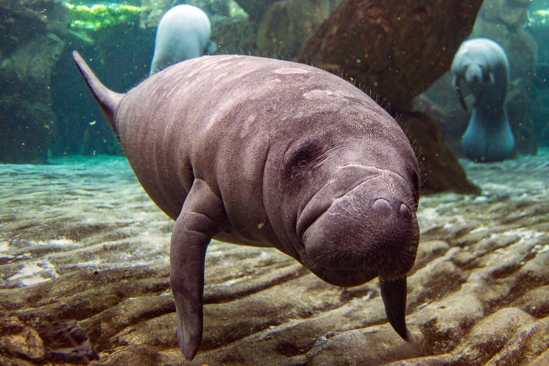 A manatee is swimming in the water and looking at the camera.