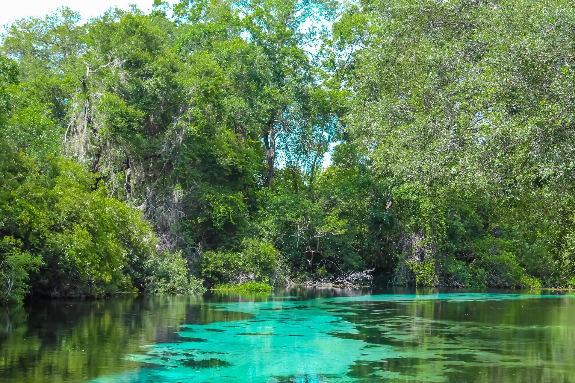 A river surrounded by trees and turquoise water.