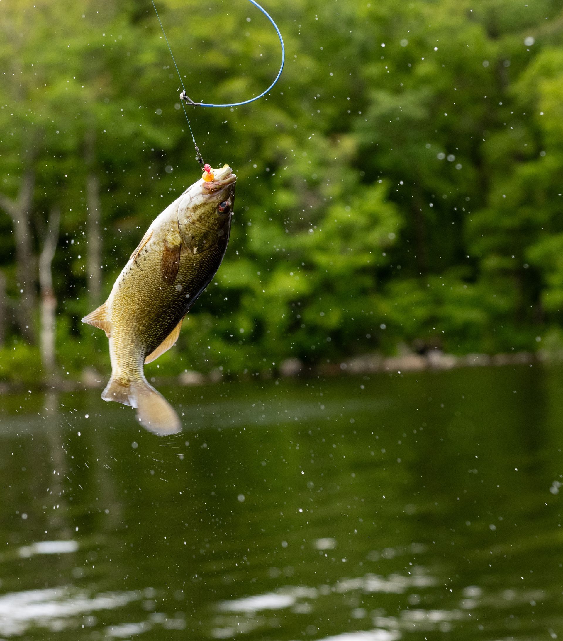 A fish is jumping out of the water on a hook