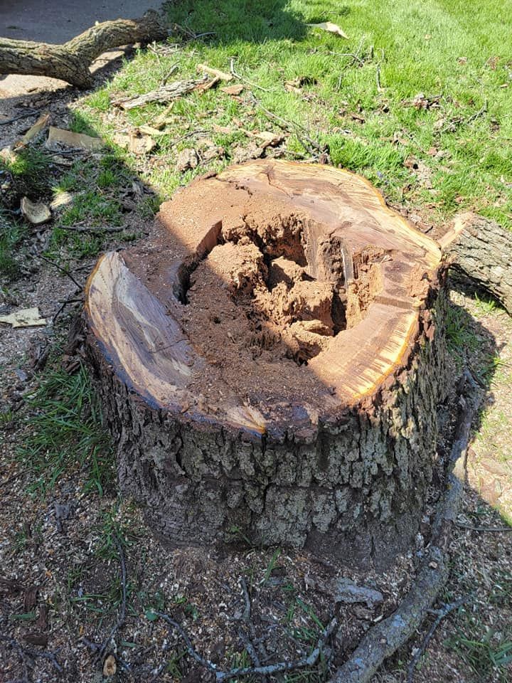 Cut tree stump with a hollow center on grass, showing fresh wood and rotted brown interior.